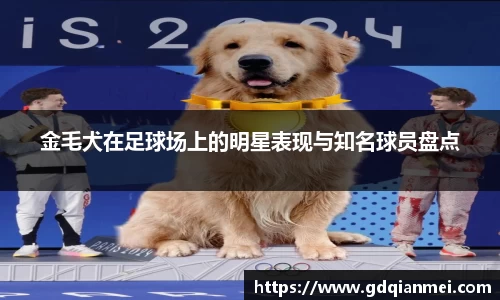 金毛犬在足球场上的明星表现与知名球员盘点